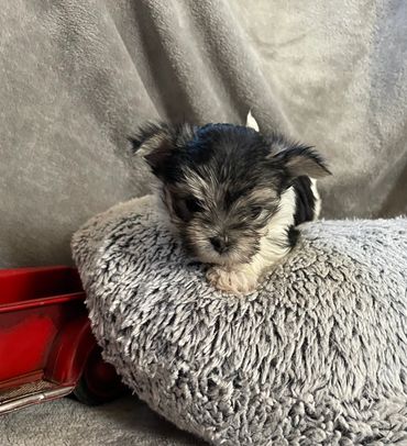 Ozzy is from Kay an Kings litter an will be RTG 1/20/2026