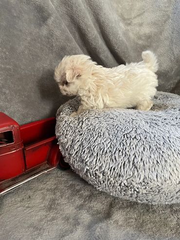 Styles is from Tiki an Kings litter RTG 1/20/2026