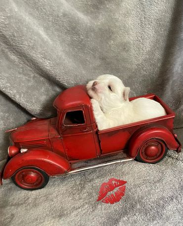 Appie is from Baby an Kings litter RTG 2/6/2026