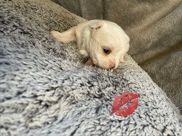 Cye is from Baby an King RTG 2/6/2026