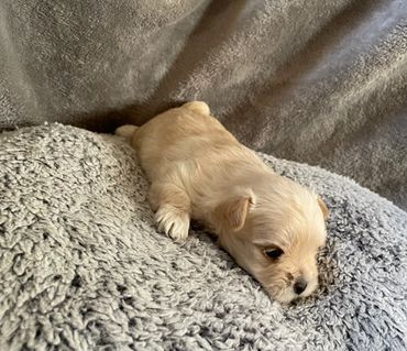 Jason is from Baby an Kings litter RTG 2/6/2026