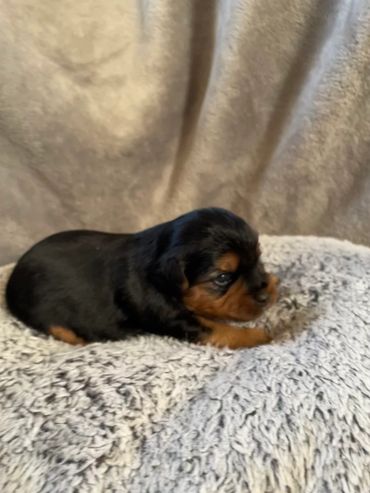 Ava yellow colllar is from Porsha an Olivers litter RTG 2/12/2026