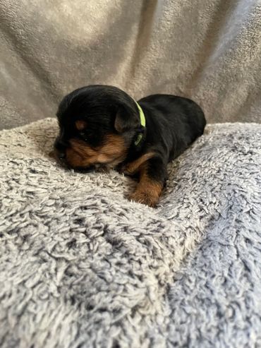 Liam green collar is from Porsha an Oliver RTG 2/12/2026