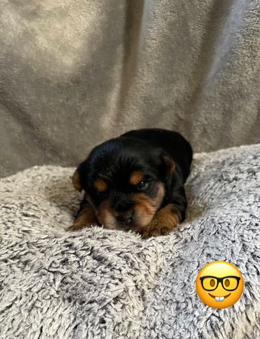 Leo is from Porsha an Olivers litter RTG 2/12/2026