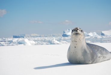 Rusty Cole from Seattle is seeing a leopard seal in Antarctica.