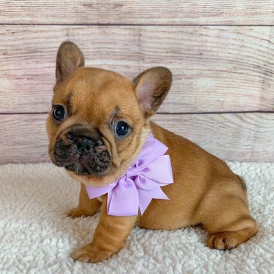 French Bulldog Puppy for sale in Arkansas