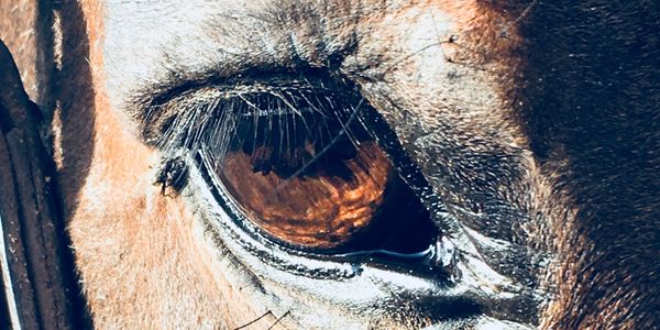 Close-up of a horse's eye with a fly on its eyelash in sunlight.