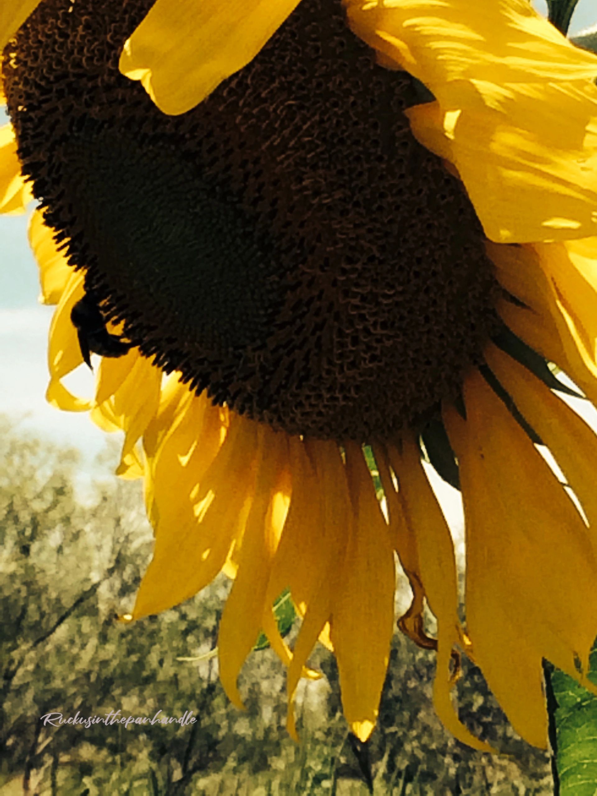Close-up of a sunflower with a bee collecting nectar.