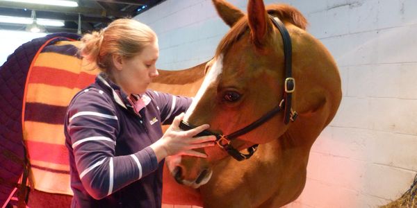 Equine osteopathy for horses