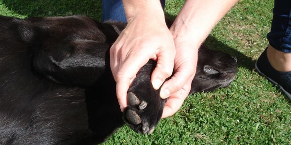 Canine osteopathy for dogs