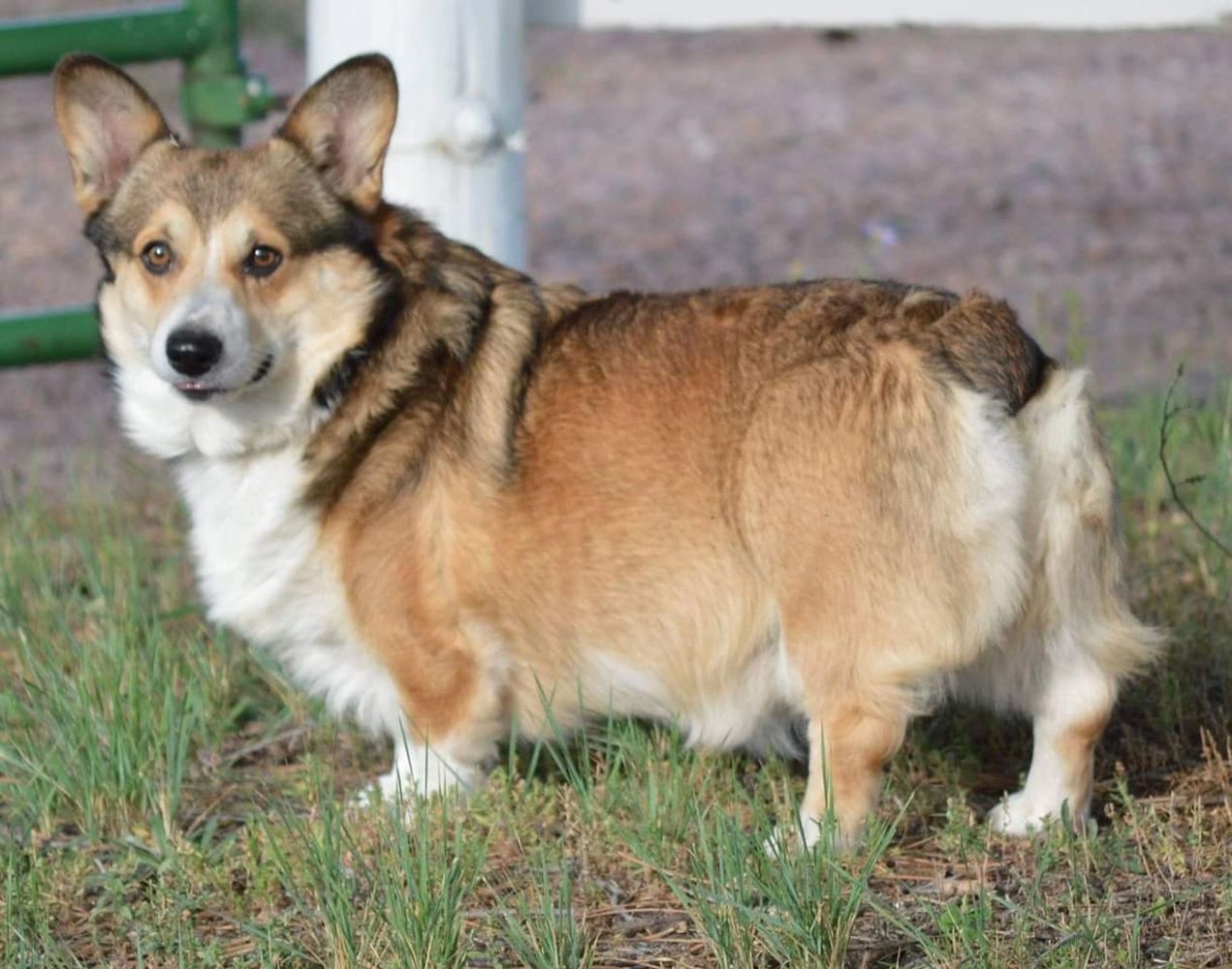 Smiling J Ranch in Calhan, Colorado.
Selling Pembroke Welsh Corgis, Nigerian Dwarf Dairy goats
