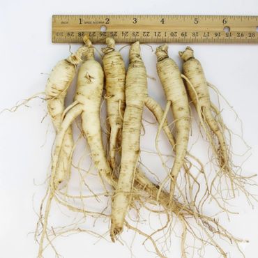 Asian Ginseng (Panax ginseng)
