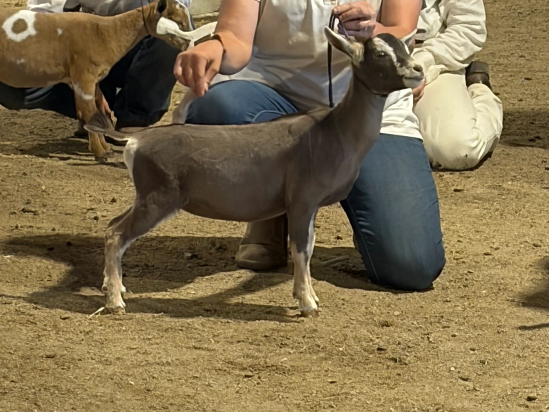 Person showing a brown and white goat at an event.
