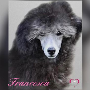 Francesca is a gorgeous Silver AKC Miniature Poodle. Standing at 14” and 14 lbs. 
she is genetically