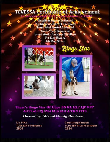 Colorful certificate celebrating Ringo Star's agility and scent work achievements in 2024.