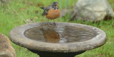 Robin (bird) on a birdbath