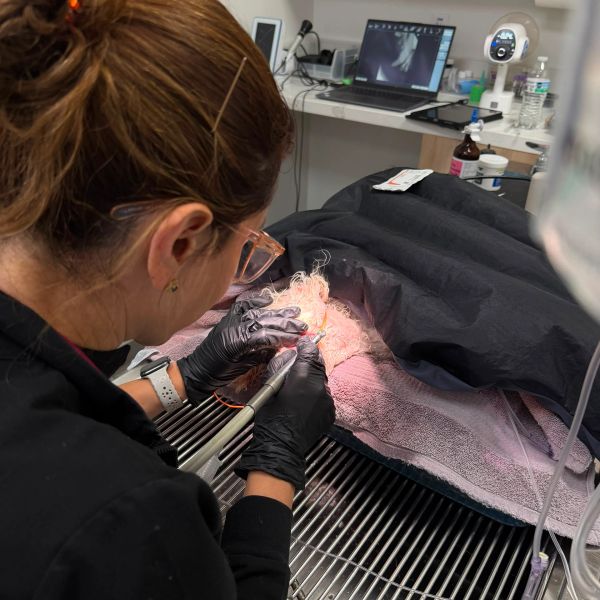 Veterinarian performing dental care on a dog.