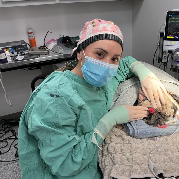 Veterinarian comforting a dog during treatment.