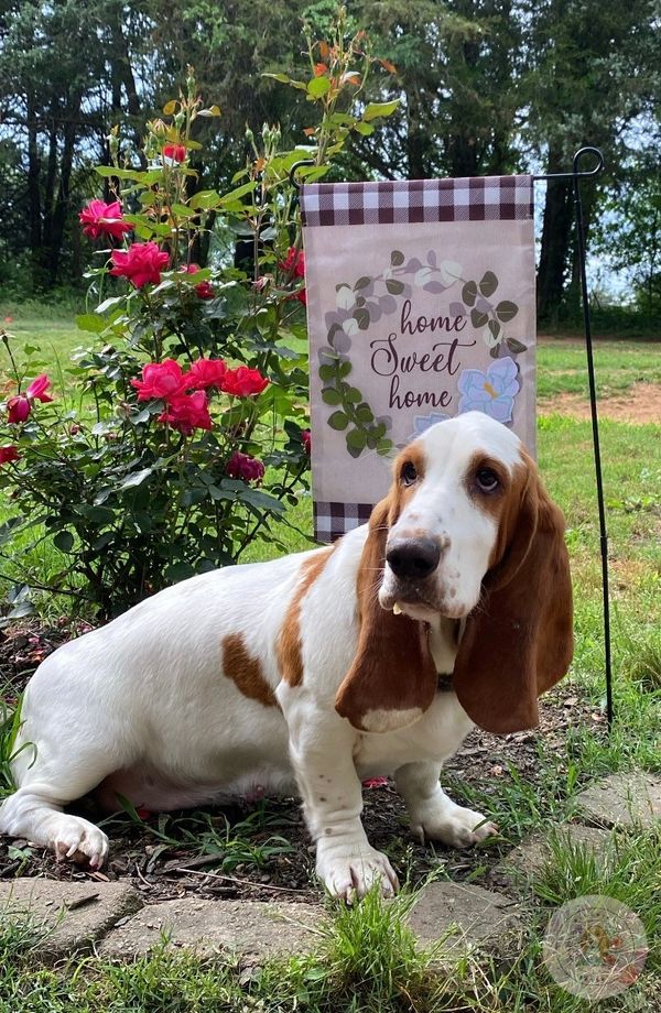 A Basset Hound sitting in a garden with a 'Home Sweet Home' sign.