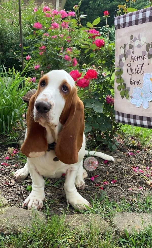 Basset Hound sitting in a garden with pink flowers and a "Home Sweet Home" sign.