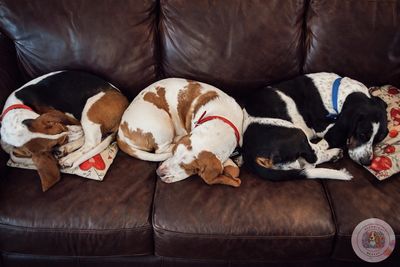 Three dogs sleeping curled up on a brown leather couch.