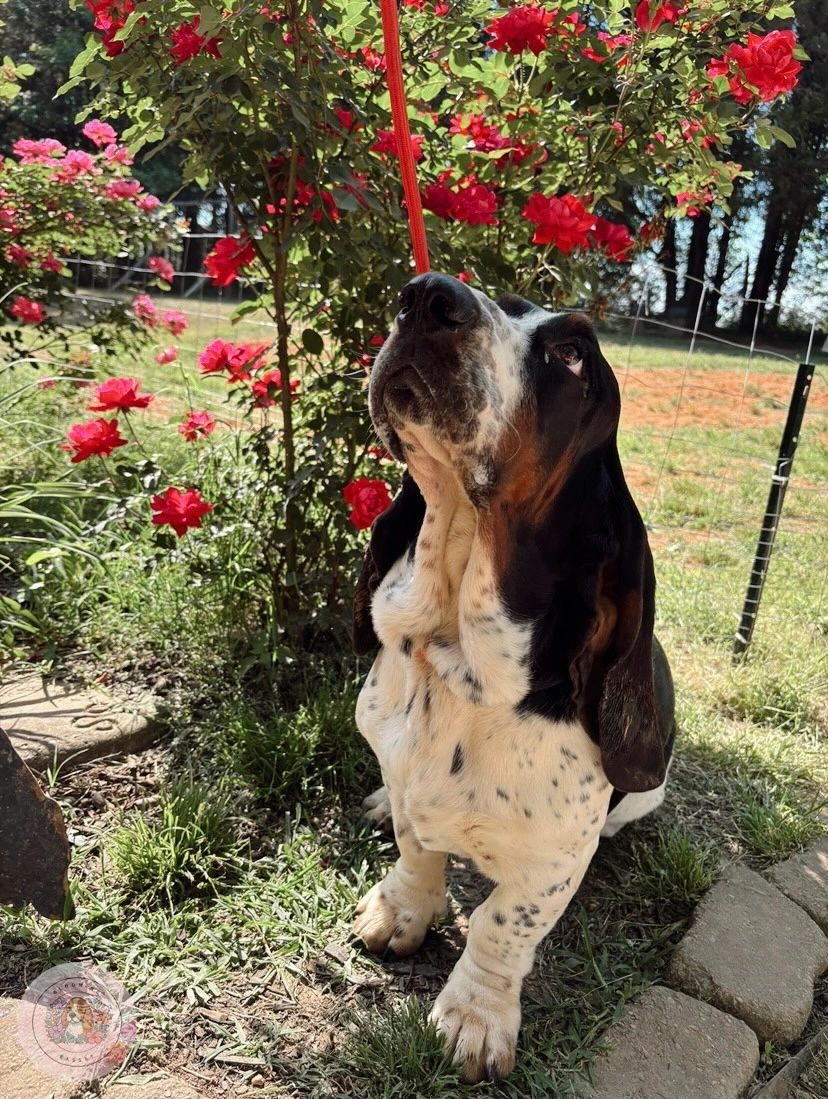 Basset hound puppy sitting attentively by vibrant red roses in a sunny garden.