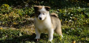 Yakutian Laika puppy