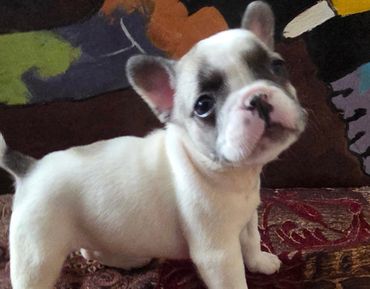 Adorable white and grey French Bulldog puppy looking up.
