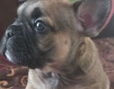 Close-up of a curious French Bulldog puppy looking to the side.