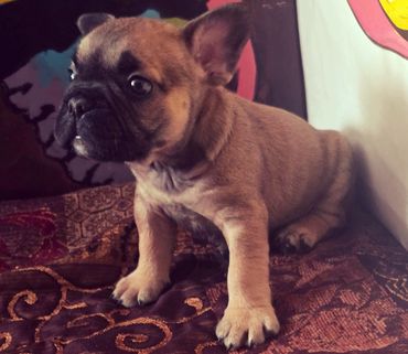 A small brown puppy with big eyes sitting on a patterned cloth.