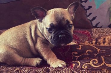 Close-up of a small, tan French Bulldog puppy lying on a patterned fabric.