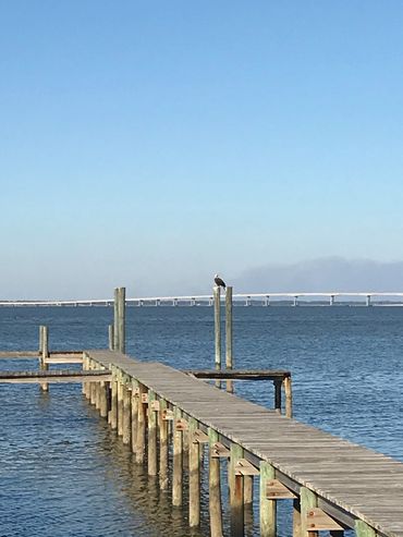 Bald Eagle on our dock!