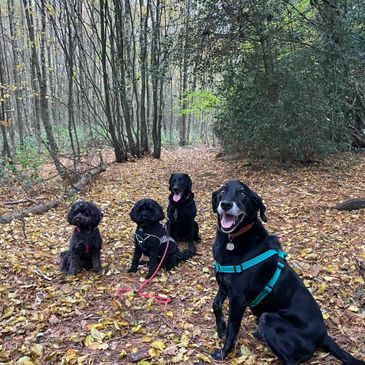 Four dogs sitting on a leaf-covered forest path in autumn.