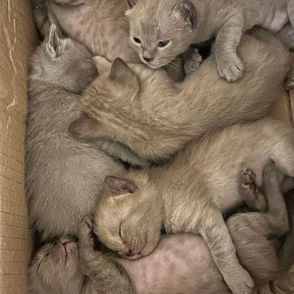 A group of sleeping and resting kittens cuddled together.