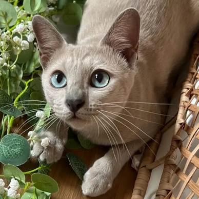 Blue Bangkok Mocha Cat CMCM dd cats for sale near me