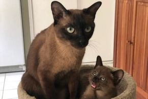 thai burmese cat
