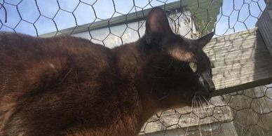 cat breeder Washington DC