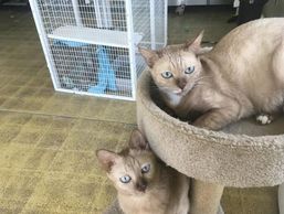 cat breeder virginia