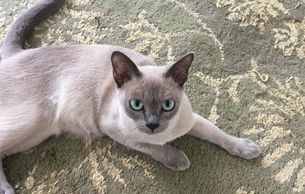 tonkinese cat