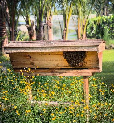 A wooden bee hive surrounded by yellow wildflowers on a sunny day.