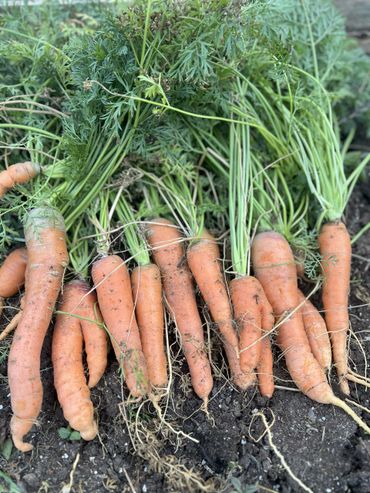 Freshly harvested carrots with green tops lying on soil.