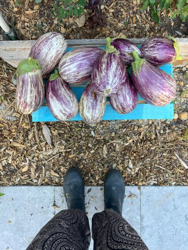 Freshly harvested striped eggplants on a blue crate with boots and patterned pants visible.