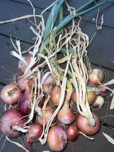 Freshly harvested onions with green and dried stems on a dark surface.