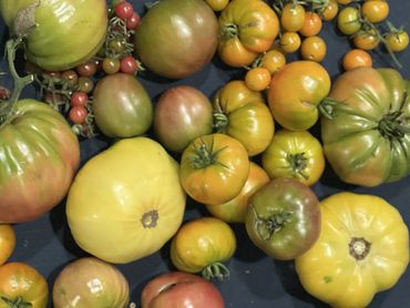 Various heirloom tomatoes in green, yellow, and orange hues on a dark background.