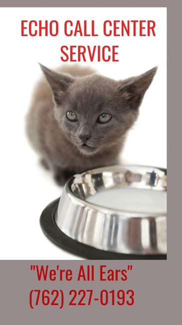 Gray kitten near a food bowl with call center service text.