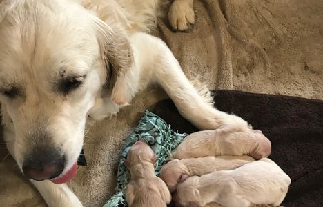 Our Dam, Jr CH Devoición and her newborn babies.