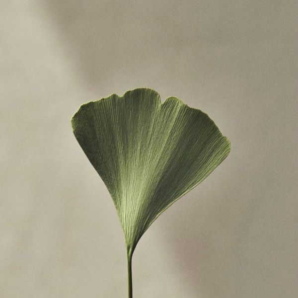 Single green ginkgo leaf with delicate veins on a neutral background.