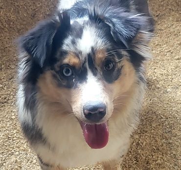 Blue merle miniature Australian Shepherd