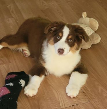 Red Tri miniature Australian Shepherd