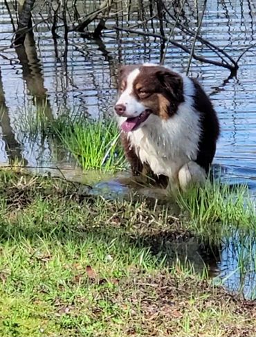 Red Tri miniature Australian Shepherd